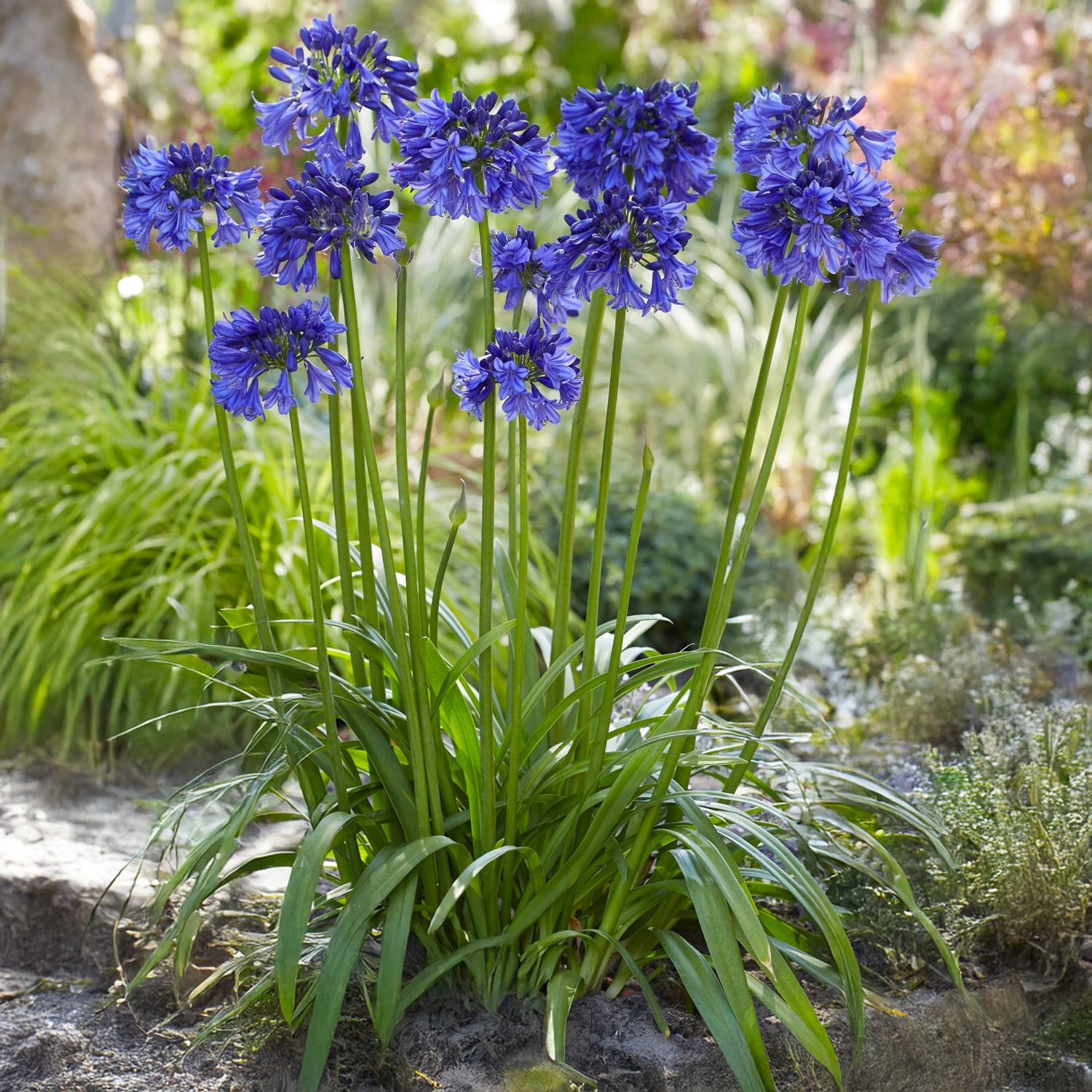 Agapanthus (v) BLUE THUNDER - immagine 2