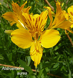 Alstroemeria aurea ‘Lutea’