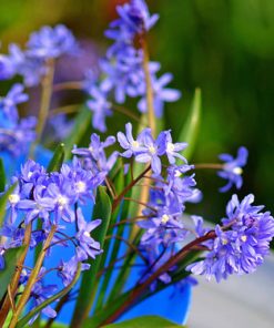 Chionodoxa (Scilla) sardensis