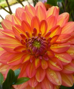 Dahlia (ninfea) GRACELAND