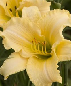 Hemerocallis CREAM EveryDaylily™