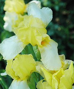 Iris germanica BLESSED AGAIN (P)