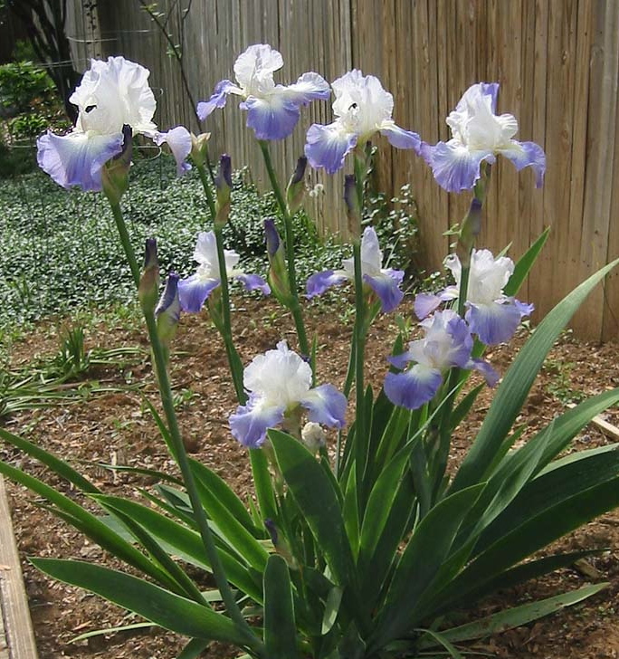 Iris germanica CLARENCE (A) - immagine 4