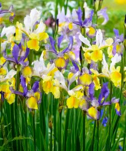 Iris hollandica MYSTERIOUS RAINBOW MIX (P)