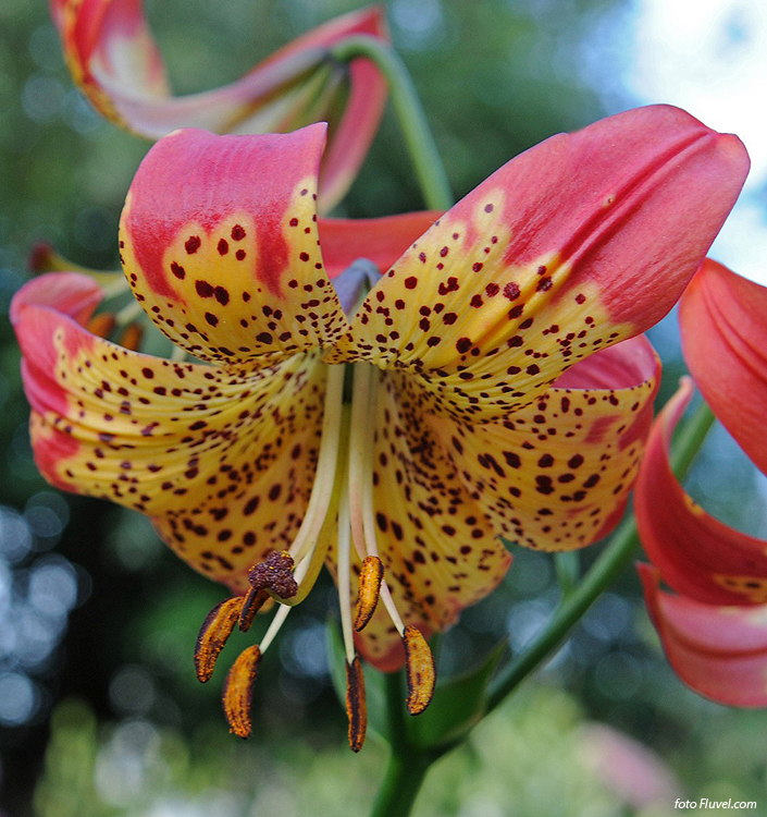 Lilium longiflorum x pardalinum FUSION - immagine 2
