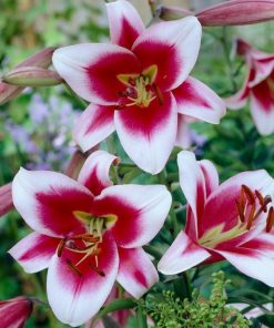 Lilium (orienpet) FRISO