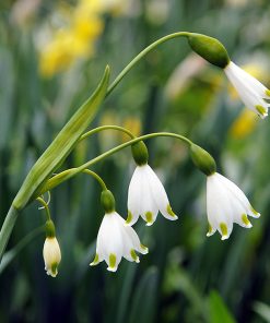 Leucojum aestivum GRAVETYE GIANT