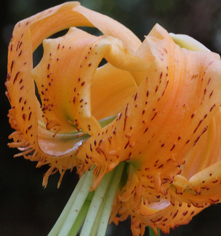 Lilium ( specie ) henryi - immagine 4