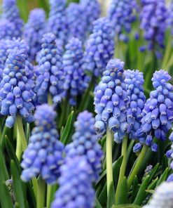 Muscari armeniacum ATLANTIC