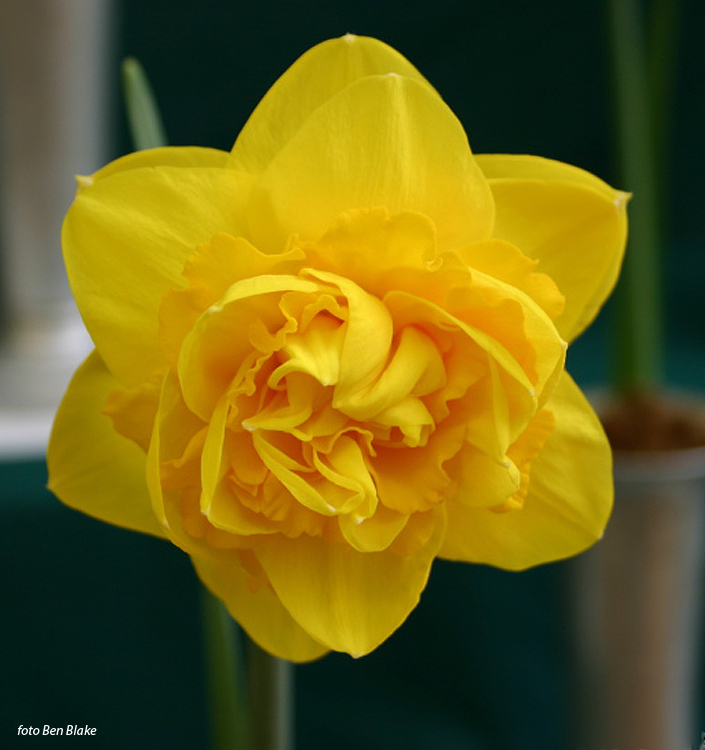 Narcissus – Div. 04 (doppi) HEAMOOR 4 Y-Y - immagine 2