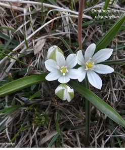 Ornithogalum oligophyllum WHITE TROPHY