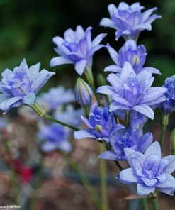 Triteleia BLUES