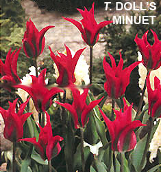 Tulipa – Gruppo 08 (viridiflora) DOLL'S MINUET