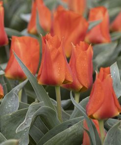 Tulipa – Gruppo 14 (greigii) MIRAMARE