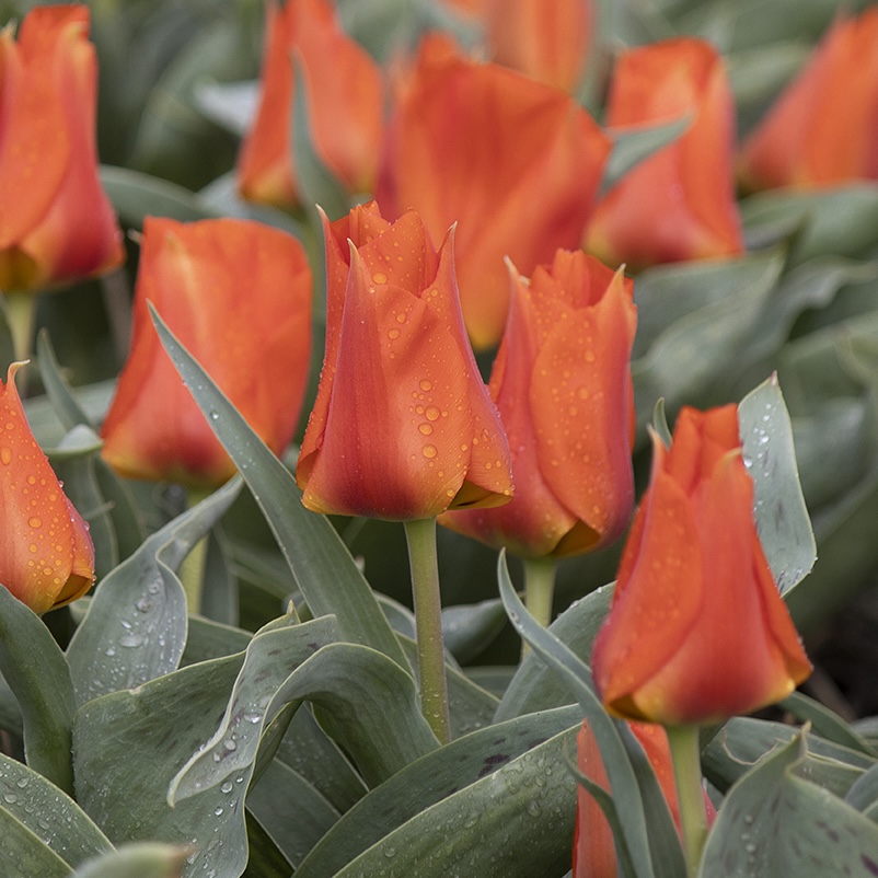 Tulipa – Gruppo 14 (greigii) MIRAMARE